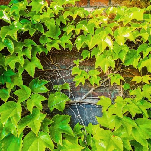 400 piezas semillas de trepadoras - Parthenocissus tricuspidata, trepadoras resistentes, en resistentes de balcón