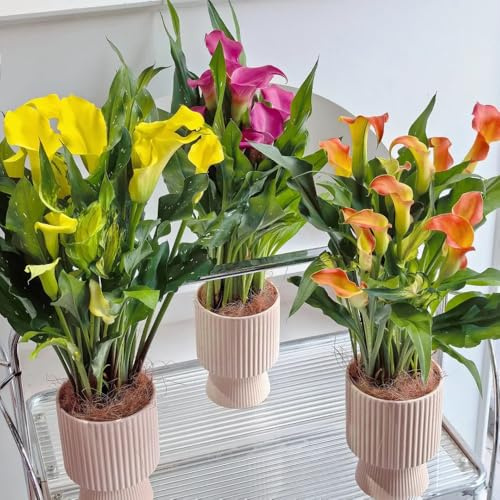 3bulbi di calla perenni resistenti - primaverile, rara di calle, balcone, in crescita, balcone resistenti