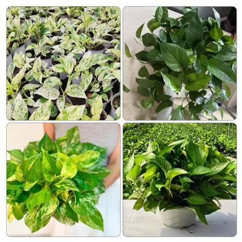 semi Epipremnum aureum - Pothos giardino decorazione ornamentali balcone resistenti d'appartamento di al coperto d'appartamento 200pcs