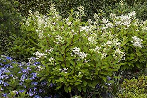 Hydrangea paniculata 'Wim's Red' 40-60 cm – Winterhart, Mehrjährig, Pflegeleicht – Rispenhortensie – Zierstrauch für Garten & Beet