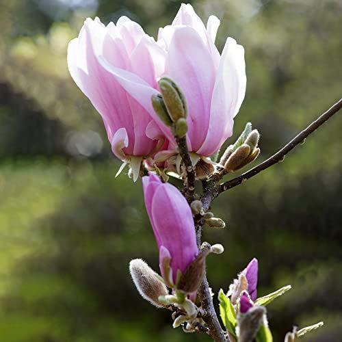 Magnolia George Henry Kern | Hardy Deciduous Perennial Garden Plant in 9cm Pot | Outdoor Shrub with Pink Flowers | Garden Ready Plant (20-30cm Incl. Pot)