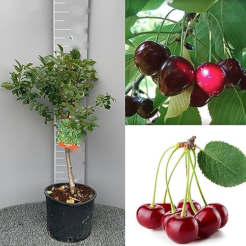 SAVINI VIVAI Cerisier nain, Plantes fruitières naines, Cerisier en pot, 22-24 cm 2-3 ans, Hauteur 100-110 cm