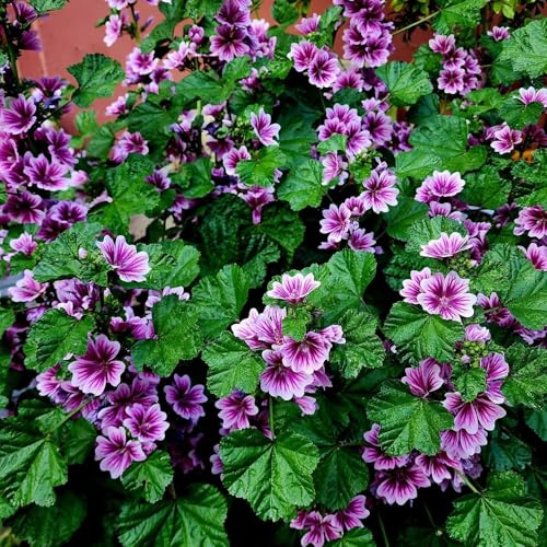 semillas de malva silvestre perenne, resistentes, jardín para balcón, 300pcs