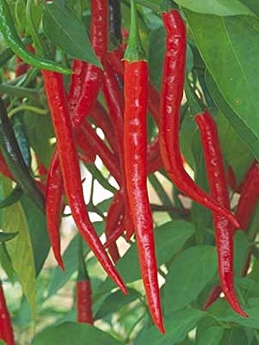 PLAT Firm SEMI DI GERMINAZIONE: 100 - Granos: Kung Pao Pimienta Asiática Samen - Gebrauchte in der chinesischen Wok-Gerichte - fantastische Geschmack