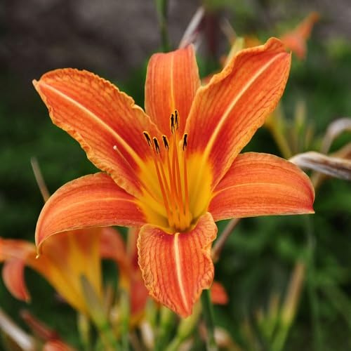 90 graines de fleurs d'hémérocalles orange