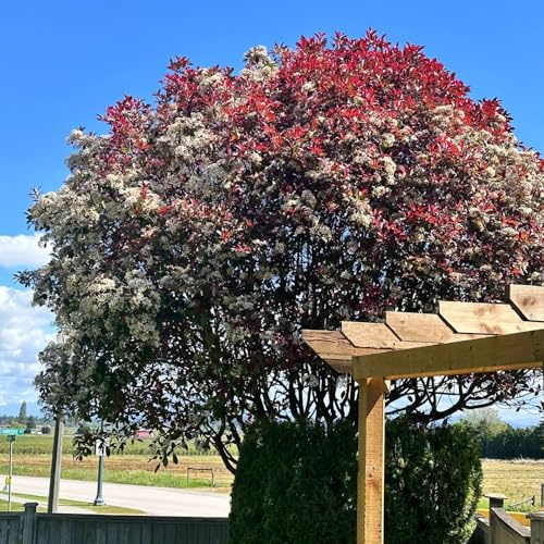 Semillas de petirrojo resistente decorativas photinia petirrojo rojo en resistentes al aire libre de setos resistentes jardín Semillas jardín para 1000pcs