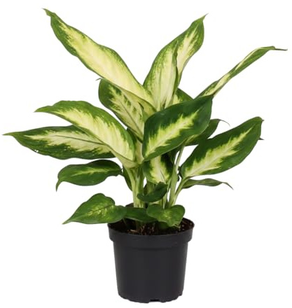 DECOALIVE Planta de Salón Dieffenbachia Camilla Contenedor de 12 cm Planta de Interior para Luz Indirecta y Ambientes Cálidos