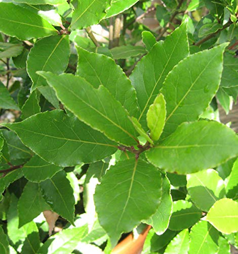 Echter Lorbeer - Laurus nobilis