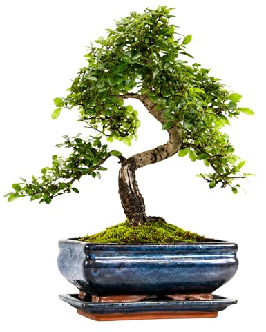 Chinesische Ulme Bonsai Baum Indoor & Outdoor – Echter Bonsai im 20cm Topf mit Untersetzer – Pflegeleichter Zimmerbonsai mit Winterschutz