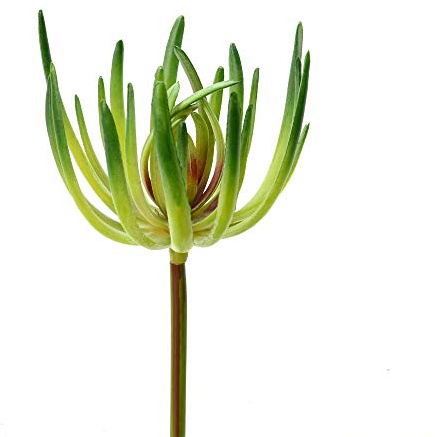 Vickerman Everyday 6.75 Indoor Artificial Green Jade Pick - Unique Colorful Succulent Pick of Durable PVC - Maintenance Free - 3 per Pack