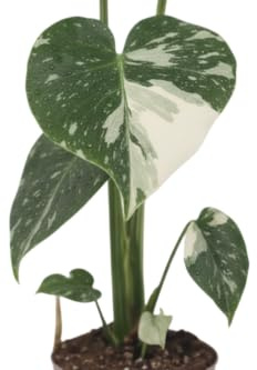 DECOALIVE Monstera Deliciosa Variegata Planta Rara de Interior con Variegación Intensa y Estética Exquisita