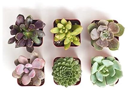 Pack de 6 Suculentas de Pequeño Tamaño Crasas Naturales