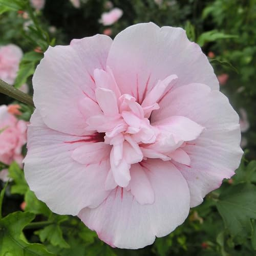 GARTEN SCHLÜTER® Hibiskus Garteneibisch Pink Chiffon - 60-80 cm | Hibiscus syriacus - winterhart und mehrjährig - 1 Zierstrauch