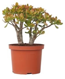 Plant in a Box - Crassula ovata 'Sunset' L - Plante d'intérieur - Succulente - ⌀ 23 cm - Hauteur 45-50 cm