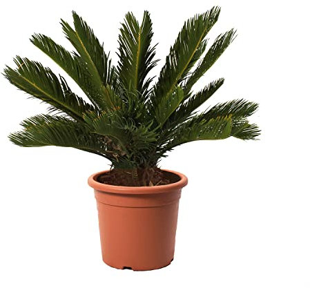 KENTIS - Cycas Revoluta - Palmier nain - Plantes d'Extérieur et d'Intérieur - Plantes Vraies Naturelles - H 60-80 cm Pot Ø 24 cm