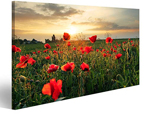 islandburner Mohnblumen Feldblume bei Sonnenuntergang Wandbild, Poster, Leinwandbild PYC
