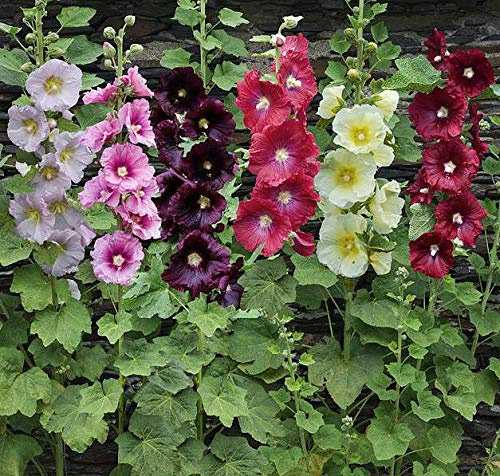 Seeds Hollyhock Spring Mix Mallow Annual Flowers for Planting Non GMO
