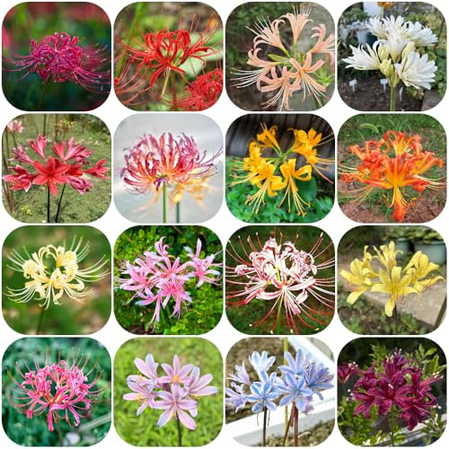 Bulbi di giglio ragno farfalla Giglio di sangue, balcone bulbi primaverili esotico resistente copertura del terreno giardino 15pcs