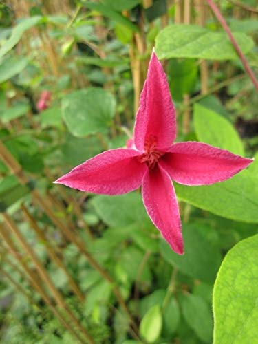 Clematis texensis Princess Diana (60-100 cm) - Waldrebe/Klematis
