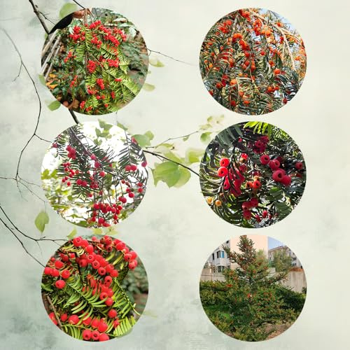 Semi di Taxus baccata, crescita di tasso, biologici antiche varietà, veri di d'appartamento mini giardino, 100pcs