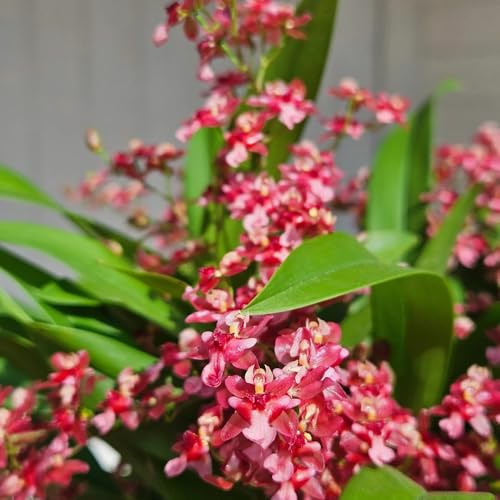 semi di orchidea oncidium - orchidee - primaverile, selvatici resistenti all'esterno biologici per aiuola to perenni, 500pcs