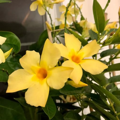 Mandevilla Dipladenia - büropflanzen wildblumen balkonblumen biosaatgut bonsai topf blumensaat schmetterlingsflieder blumenwiesensaat exotische zimmerpflanzen blumenwiese herbstaussaat 130samen