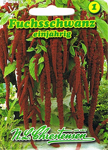 Fuchsschwanz 'rotblättrig' einjährig, dekorative Gruppen- und Kübelpflanze 'Amaranthus caudatus'