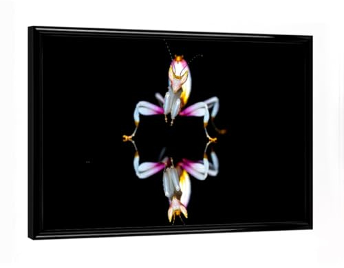 artboxONE Poster mit schwarzem Rahmen 18x13 cm Tiere Orchideen Fangschrecke - Bild gottesanbeterin