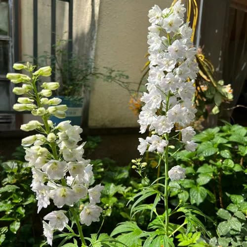 350 pcs rittersporn pflanze samen winterharte kübelpflanzen Delphinium grandiflorum - Consolida ajacis seed bienenwiese saatgut gartensamen ausgefallene geschenke zimmerbonsai bonsai