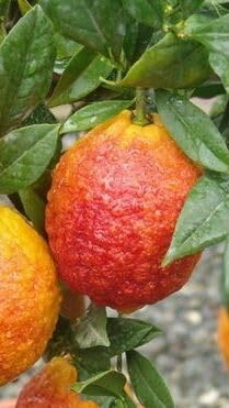 Pianta di Limone rosso in fitocella