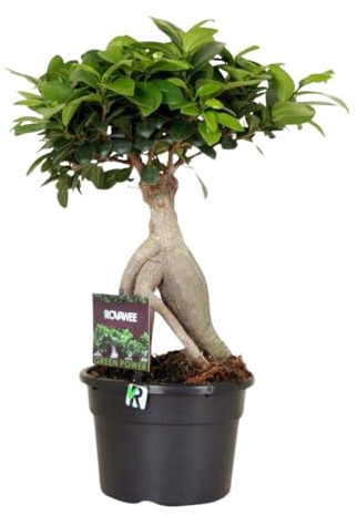Fresh Plants Zimmerpflanzen -Ficus microcarpa ‘Ginseng’ XXL - Topf Ø 17 cm - Höhe ca. 40 cm