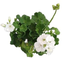DECOALIVE Geranio Blanco – Planta Natural en Maceta – Resistente y de Fácil Mantenimiento