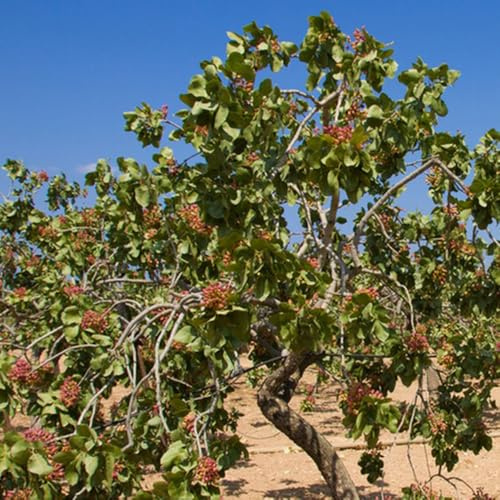 Semi di pistacchio, Le sempreverdi sono resistenti di pistacchio vera, all'esterno esotici perenni resistenti 5pcs