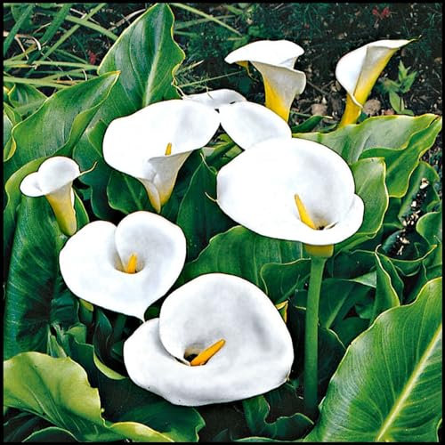 Calla Lily Bulbs,Calla Lily Plants Live(Ornamental Flowers,Garden Flowers,Wedding Flowers,Plant Bulbs,Hardy Perennial)-2bulbs-b