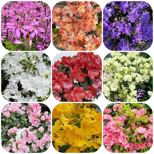 azalee winterhart - deko garten rhododendron 300samen