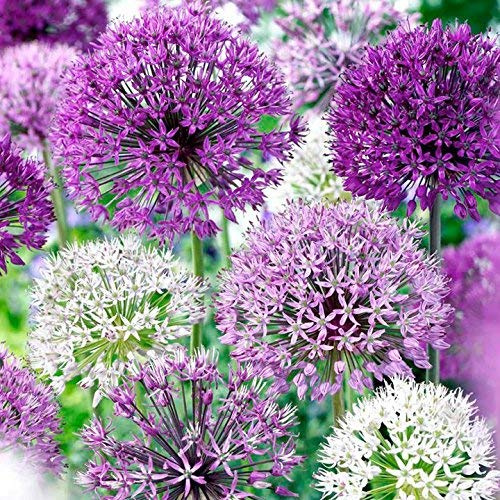 Allium Blend Purple - 30 Bulb Pack - 4 to 6 Inch Diameter Flower | Allium Bulb Grows to 28-32 Tall | Allium Bulbs, Easy to Grow