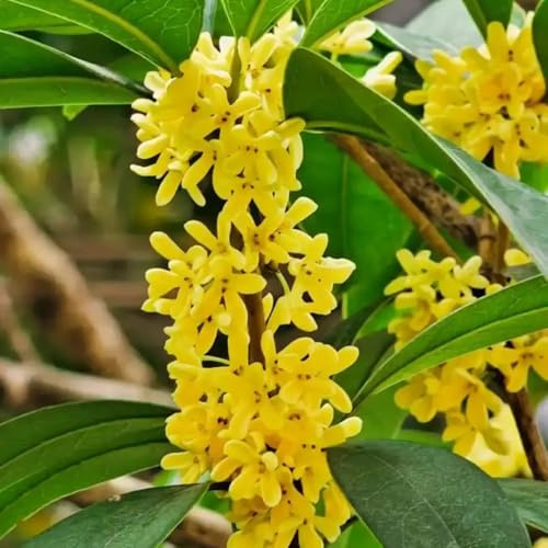 Semillas de Osmanthus Fragrans, raras de jardín osmanto, exóticas variedades antiguas semillas exterior resistentes exterior perennes 25pcs
