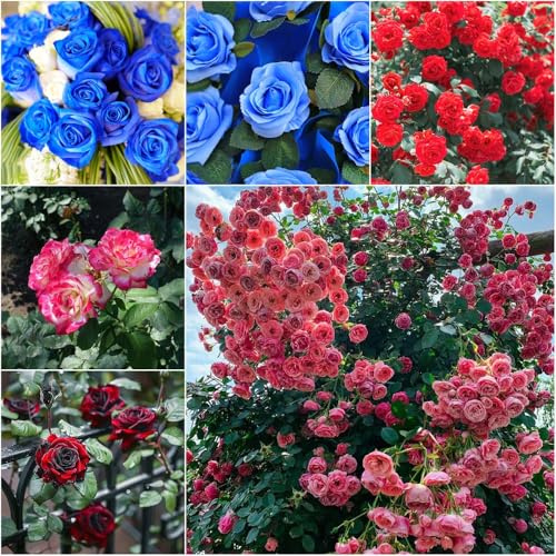 rosas - semillas rosal trepador de balcón resistentes al aire libre rosas trepadoras para balcón - raras semillas jardín jardín 600pcs