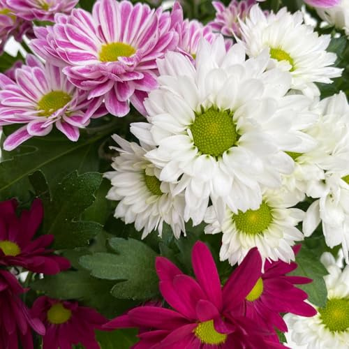 Chrysanthemen 'Swifty Trio', 6er-Set, weiss, rosa, und dunkelrot, Topf 12 cm Ø