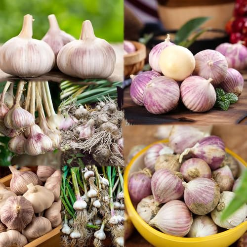 knoblauch steckknoblauch balkon kräuterpflanzen frühblüher topfpflanzen draußen winterhart knoblauch 4zwiebeln