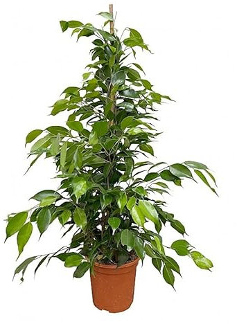 Planta Viva Ficus Benjamina para Casa, Terraza y Jardín