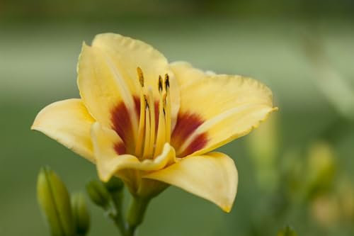 Hemerocallis 'Little Cadet' 11x11 cm Topf – Winterhart, Mehrjährig, Pflegeleicht – Taglilie – Staude für Beet & Rabatte