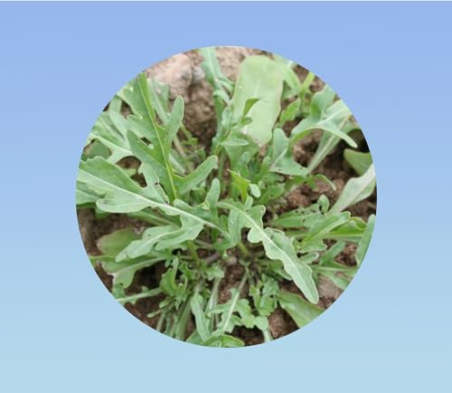 500 graines Roquette cultivée - salade