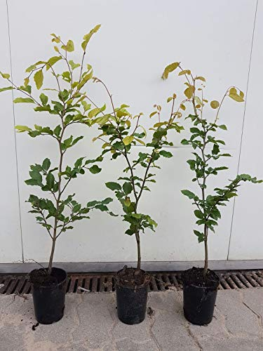 25st. Hainbuchen 80-100cm ohne Ballen gemessen Heckenpflanzen Carpinus betulus Hecke Weißbuche Gartenhecke Hainbuche Heckenpflanzen
