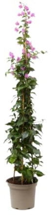 Verdecora Buganvilla Piramide | Flor de Papel | Planta natural de exterior con flor en maceta con tutor | Planta trepadora | Perfecta para decorar el jardín, balcón, terraza (Maceta 5L)