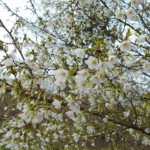 Vivai le Georgiche - Pianta vera di Prunus incisa Yamadei Prunus yamadae Ciliegio giapponese, Ciliegio da fiore - vaso Ø 14 cm