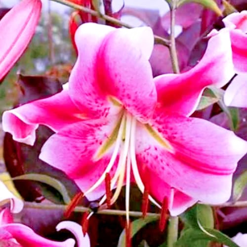 (HGJKYTFCDG) - Lys/lilium résistant à l'hiver - Acheter des lys - Variétés résistantes au gel pour jardin et balcon - 8 pièces - l