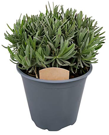 Lavender Plant in a 14cm Pot - Large Herb Plant for Culinary Use - Lavandula Herb Plant