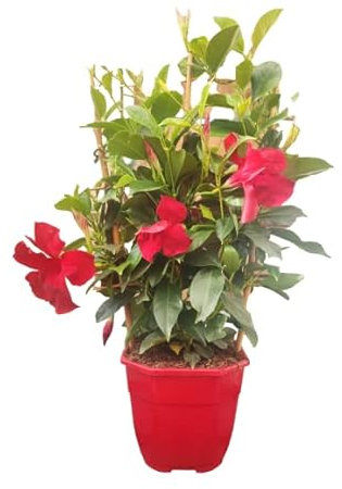 Verdecora Jazmín de Chile con espaldera | Dipladenia | Mandevilla | Planta natural de exterior con flor en maceta 3 litros | Planta trepadora | Flores aromáticas de colores variados