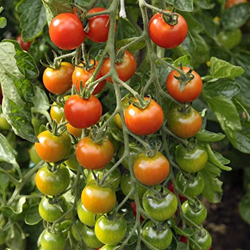 Primabella Tomate 8 Bio-Samen - robust und ertragreich